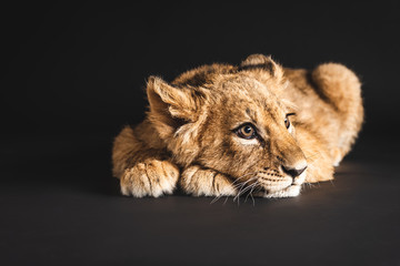 Fototapeta premium adorable lion cub lying isolated on black