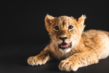 Plakat adorable lion cub lying isolated on black
