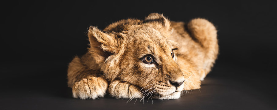 adorable lion cub lying isolated on black, panoramic shot