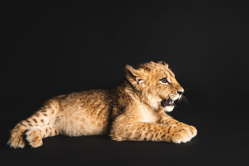 Obraz na płótnie Canvas cute lion cub lying isolated on black
