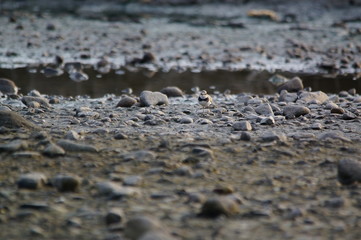 The Javan plover (Charadrius javanicus) is a species of bird in the family Charadriidae. It is endemic to Indonesia. Its natural habitats are sandy shores and intertidal flats.