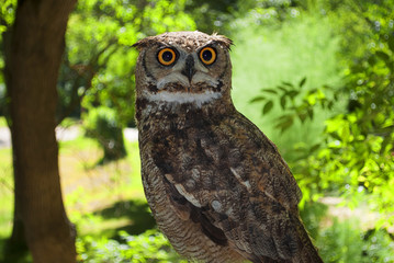 portrait of an owl