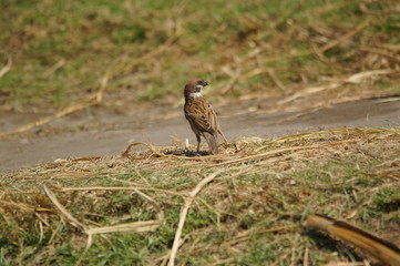 sparrow on the grass