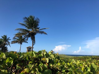 Delray Beach, Florida - beach scene and palm trees