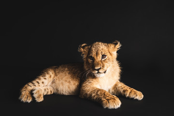 Fototapeta na wymiar cute lion cub lying isolated on black