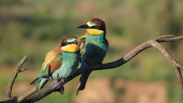 European bee-eater - Merops apiaster - on a branch in the morning.