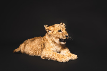 Fototapeta na wymiar cute lion cub lying isolated on black