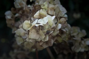 Schilderijen op glas dode bloemen © Wicher Oort