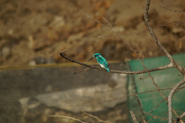 The cerulean kingfisher (Alcedo coerulescens) is a kingfisher in the subfamily Alcedininae which is found in parts of Indonesia. With an overall metallic blue impression.