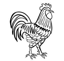 Fototapeta na wymiar rooster hand drawn engraved sketch drawing vector