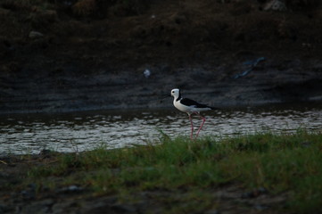 The pied stilt (Himantopus leucocephalus), also known as the white-headed stilt, is a bird in the family Recurvirostridae. It is sometimes considered a subspecies of the black-winged stilt.