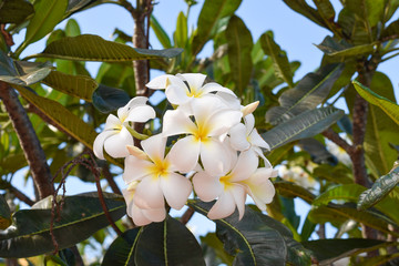 Obraz na płótnie Canvas Frangipani flower are tropical trees famous