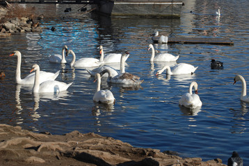Swans on the Vltava River
