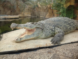 crocodile with mouth wide open