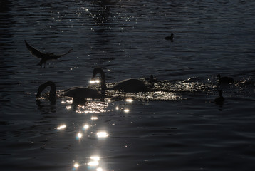 Swans and seagulls on the Vltava River