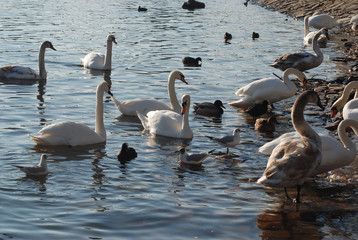 Swans on the Vltava River