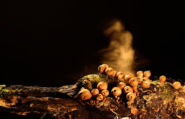 Puffball, that have grown on the tree trunk pollinate with rain. Black background.