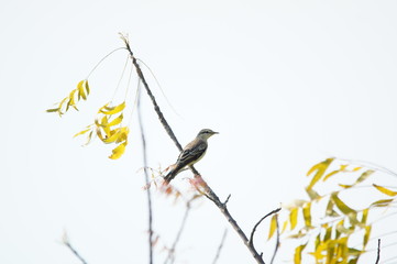 The Australasian pipit (Anthus novaeseelandiae) is a fairly small passerine bird of country in Australia, New Zealand and New Guinea. It belongs to the pipit genus Anthus in the family Motacillidae.