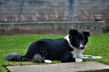 Dog border collie