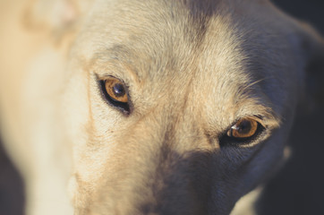 The muzzle of a young Labrador close-up. Look into the camera