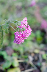 Beautiful purple flower closeup on grass bokeh background