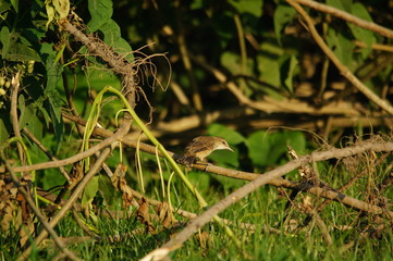 The plain prinia (Prinia inornata) is a species of bird from the Cisticolidae family. Birds...