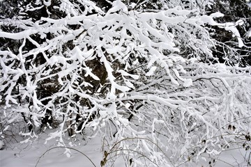 Snow-covered branches of winter forest.