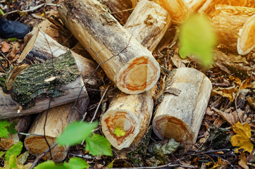 Wood cut in the forest. Harvesting firewood for the winter.