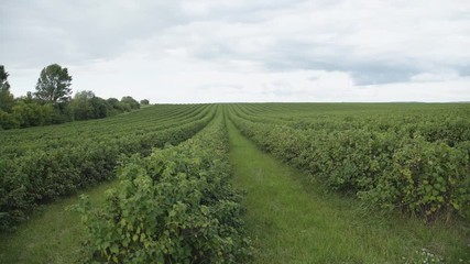 View of huge growing green currant plantation