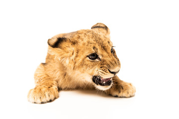 Fototapeta na wymiar adorable lion cub lying isolated on white