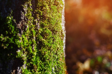 Green moss on a tree in the forest, close-up, evening sun
