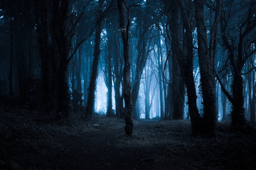 Spooky misty foggy dark forest at night - 310627106
