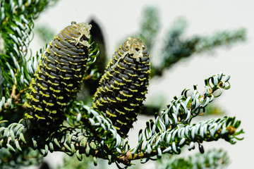Branches of spruce Abies koreana Silberlocke with green and silver spruce needles and with large young cones on white blurred background. Selective focus. On bumps are traces of leaking white resin.