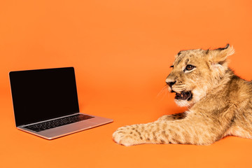 cute lion cub lying near laptop with blank screen on orange background