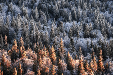 Top view to wood from bird's eye. Amazing winter scene. Christmas theme. Winter background