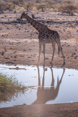 A Angolan Giraffe, drinking from a waterhole in Etosha National Park, Namibia.