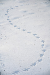 Traces of a bird in the snow in closeup