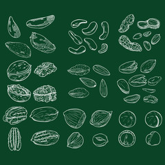 Vector Chalk Sketch Set of Nuts.