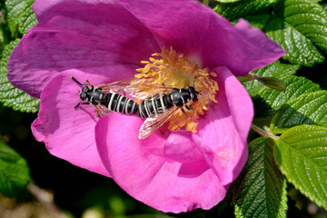 スズメバチに擬態するアブ