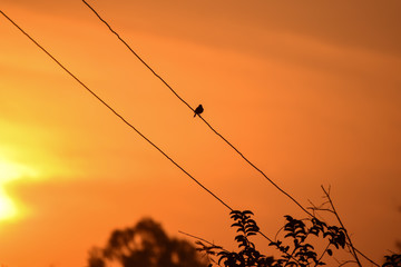 Silhouette Bird on  wire background of sunrise