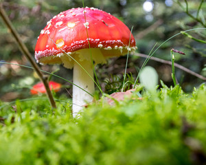 Einsamer Fliegenpilz