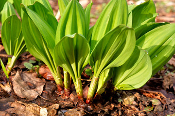 Obraz premium ギョウジャニンニク