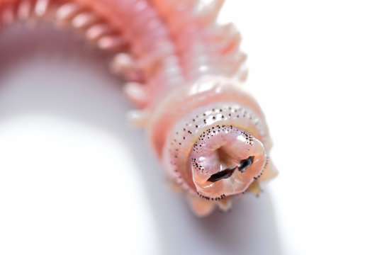 「ゴカイ」の画像 354 件の Stock 写真、ベクターおよびビデオ Adobe Stock