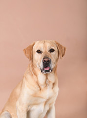 Labrador dog on a peach background