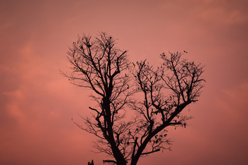 Silhouette tree branch on sunset sky background.