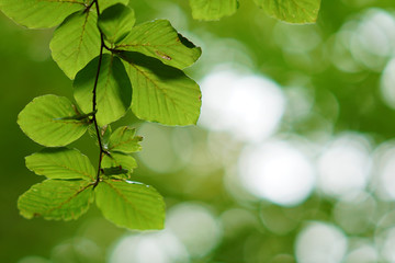Backlight on a blurred background of branches with leaves