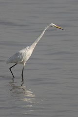 An egret is any of several herons, most of which are white or buff