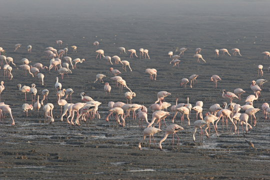 Flamingos Or Flamingoes, Sewree, Mumbai, India