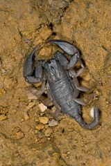 Black Scorpion, Ratangad, Sahydri