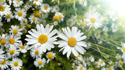 Beautiful daisies in a summer field lit by sunlight